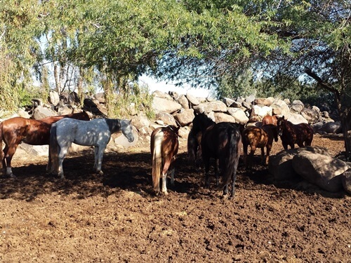 ורד הגליל- חוות סוסים